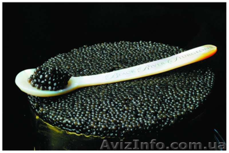 Икра черная осетровая веслоноса - <ro>Изображение</ro><ru>Изображение</ru> #5, <ru>Объявление</ru> #741035