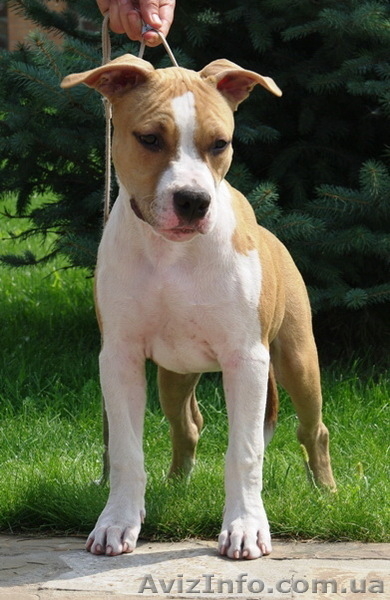 Подрощеный перспективный щенок мальчик Амстафф - <ro>Изображение</ro><ru>Изображение</ru> #2, <ru>Объявление</ru> #750025