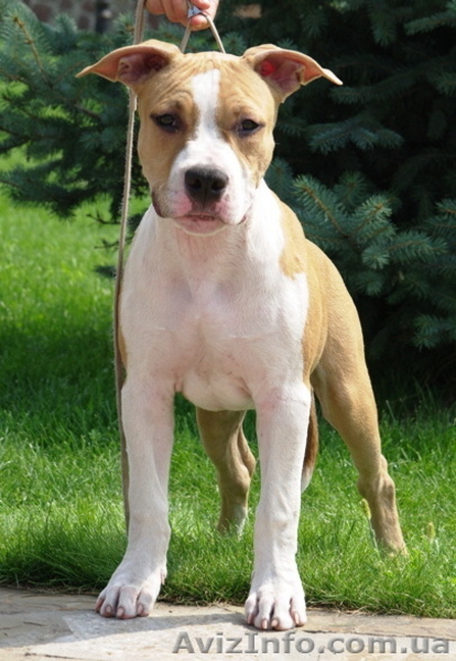 Подрощеный перспективный щенок мальчик Амстафф - <ro>Изображение</ro><ru>Изображение</ru> #1, <ru>Объявление</ru> #750025