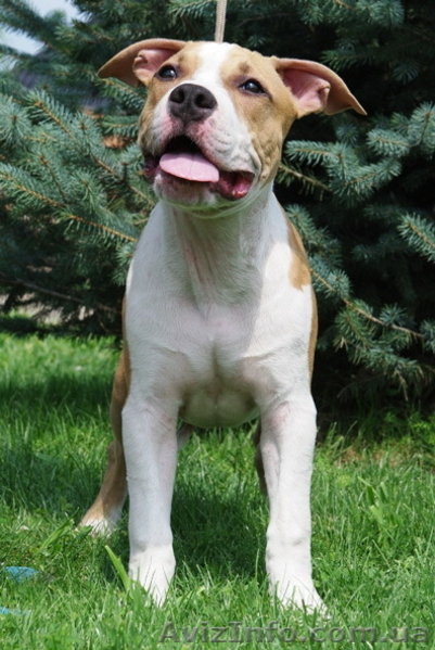 Подрощеный перспективный щенок мальчик Амстафф - <ro>Изображение</ro><ru>Изображение</ru> #4, <ru>Объявление</ru> #750025