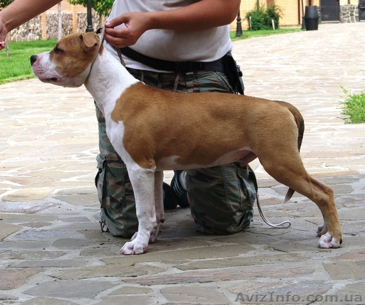 Подрощеный перспективный щенок мальчик Амстафф - <ro>Изображение</ro><ru>Изображение</ru> #3, <ru>Объявление</ru> #750025