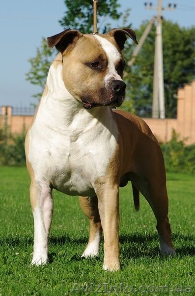 Подрощеный перспективный щенок мальчик Амстафф - <ro>Изображение</ro><ru>Изображение</ru> #5, <ru>Объявление</ru> #750025