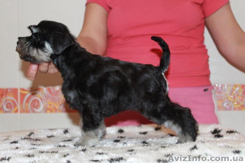 Щенки цвергшнауцера окрас черный с серебром - <ro>Изображение</ro><ru>Изображение</ru> #1, <ru>Объявление</ru> #824025