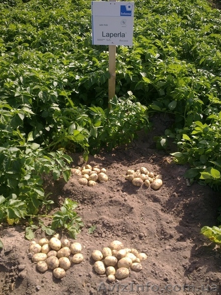 семенной картофель для Успешного бизнеса - <ro>Изображение</ro><ru>Изображение</ru> #3, <ru>Объявление</ru> #851365