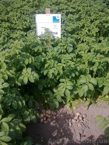 семенной картофель для Успешного бизнеса - <ro>Изображение</ro><ru>Изображение</ru> #5, <ru>Объявление</ru> #851365