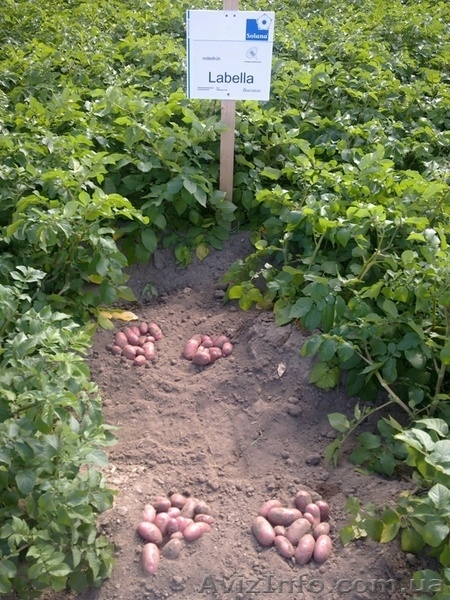 семенной картофель для успешного бизнеса в южных регионах   - <ro>Изображение</ro><ru>Изображение</ru> #3, <ru>Объявление</ru> #852488