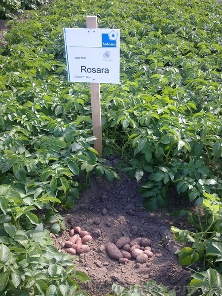 семенной картофель для Успешного бизнеса - <ro>Изображение</ro><ru>Изображение</ru> #7, <ru>Объявление</ru> #851365