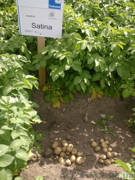 семенной картофель для Успешного бизнеса - <ro>Изображение</ro><ru>Изображение</ru> #9, <ru>Объявление</ru> #851365