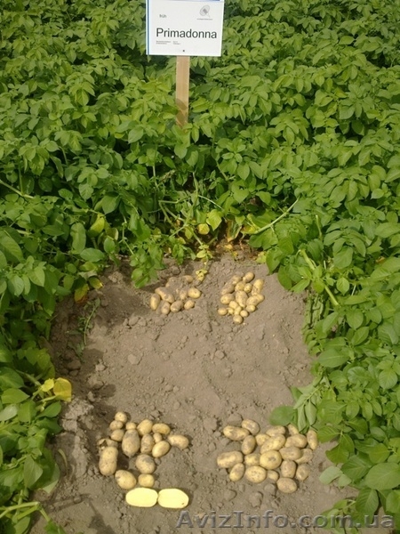 картофель семенной элита и первая репродукция - <ro>Изображение</ro><ru>Изображение</ru> #1, <ru>Объявление</ru> #852035