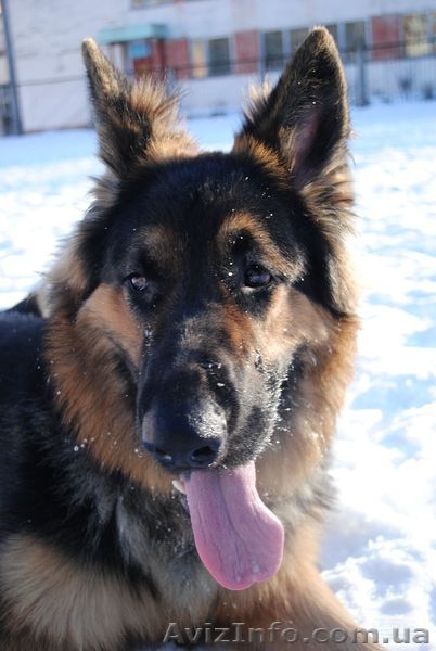 Продаю немецкую овчарку в Чернигове - <ro>Изображение</ro><ru>Изображение</ru> #1, <ru>Объявление</ru> #857633
