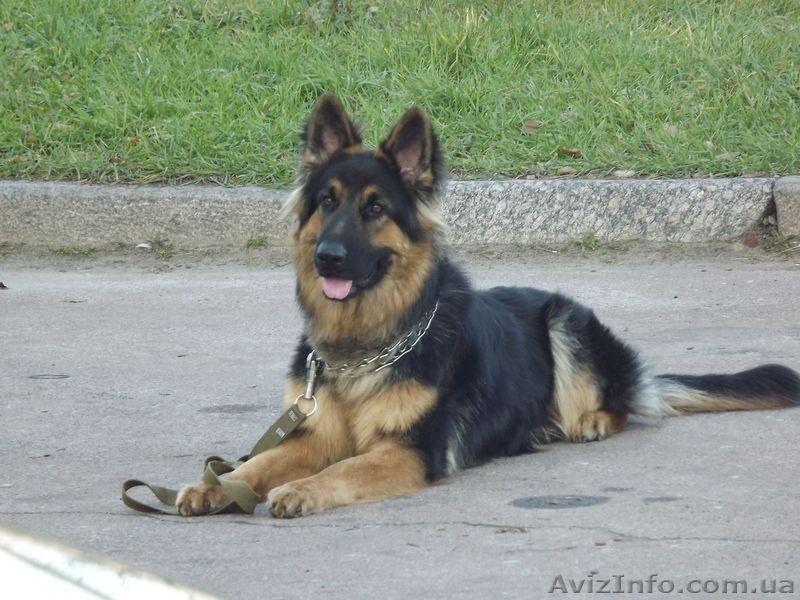 Продаю немецкую овчарку в Чернигове - <ro>Изображение</ro><ru>Изображение</ru> #2, <ru>Объявление</ru> #857633