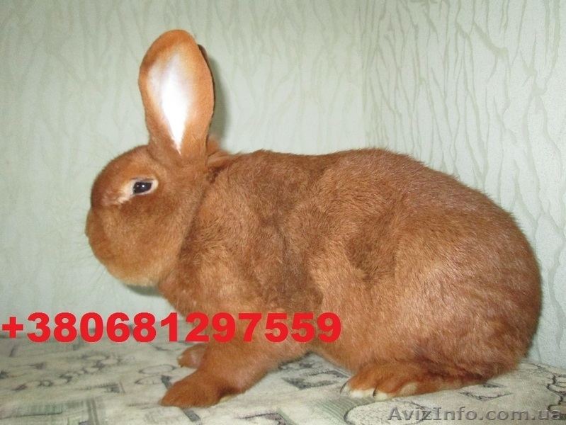 Продам кроликов породы Новозеландский красный .  - <ro>Изображение</ro><ru>Изображение</ru> #3, <ru>Объявление</ru> #855927