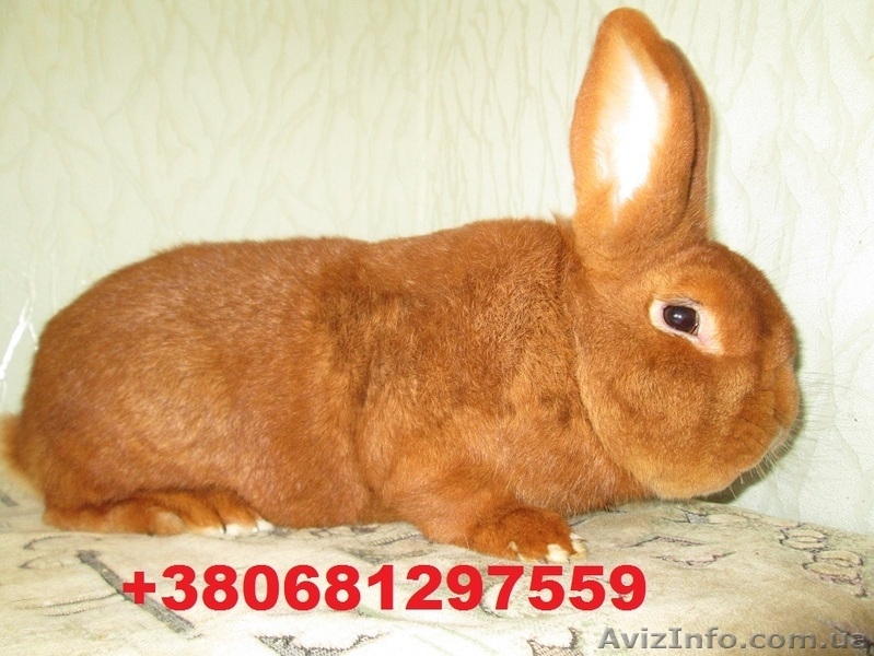 Продам кроликов породы Новозеландский красный .  - <ro>Изображение</ro><ru>Изображение</ru> #1, <ru>Объявление</ru> #855927