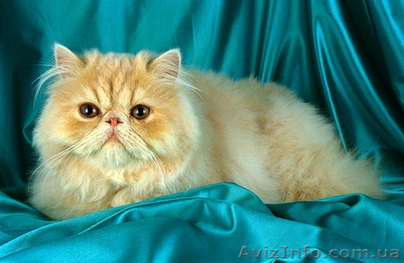 Вязка пеосидским котом экстремалом. - <ro>Изображение</ro><ru>Изображение</ru> #1, <ru>Объявление</ru> #906938