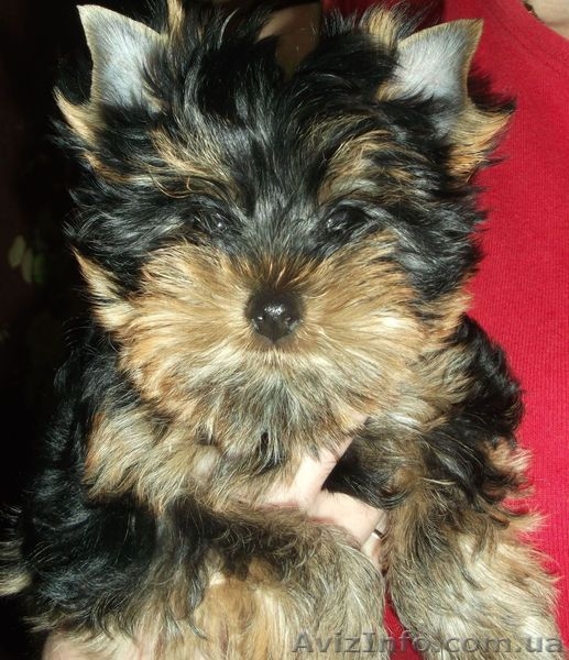 щенки йорики с документами - <ro>Изображение</ro><ru>Изображение</ru> #1, <ru>Объявление</ru> #905555