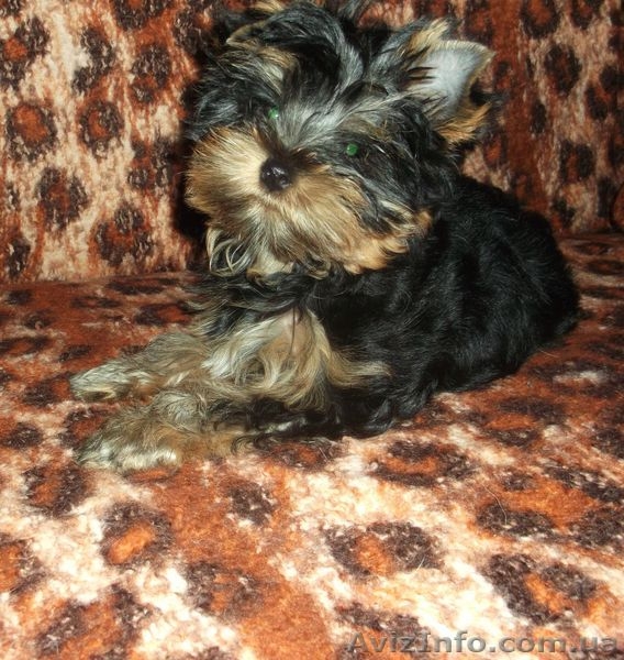 щенки йорики с документами - <ro>Изображение</ro><ru>Изображение</ru> #2, <ru>Объявление</ru> #905555