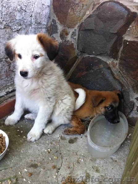 ОТДАМ В ХОРОШИЕ РУКИ ЩЕНКОВ двоих - <ro>Изображение</ro><ru>Изображение</ru> #1, <ru>Объявление</ru> #900239