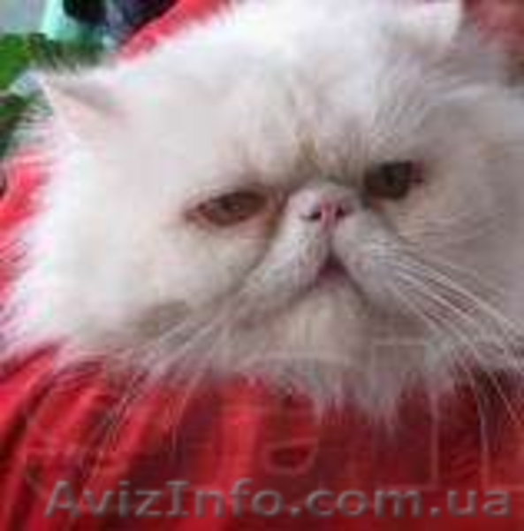 Вязка персидским котом экстремалом. - <ro>Изображение</ro><ru>Изображение</ru> #1, <ru>Объявление</ru> #906930