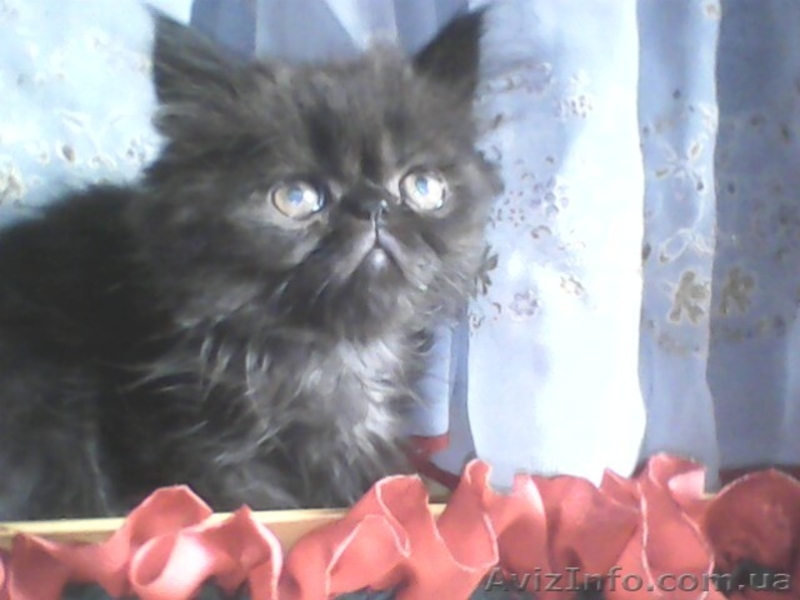 Вязка пеосидским котом экстремалом. - <ro>Изображение</ro><ru>Изображение</ru> #2, <ru>Объявление</ru> #906938