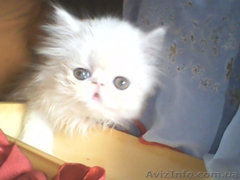 Вязка пеосидским котом экстремалом. - <ro>Изображение</ro><ru>Изображение</ru> #3, <ru>Объявление</ru> #906938