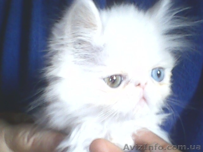Вязка персидским котом экстремалом. - <ro>Изображение</ro><ru>Изображение</ru> #6, <ru>Объявление</ru> #906930