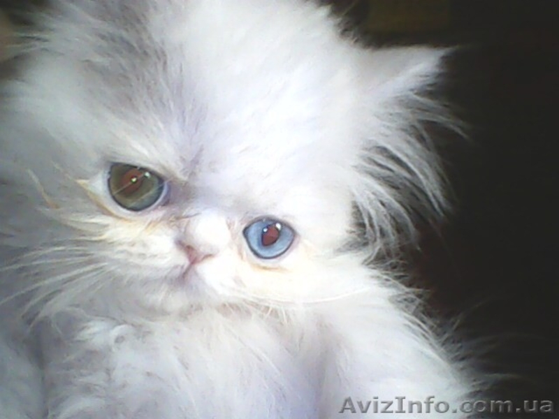 Вязка персидским котом экстремалом. - <ro>Изображение</ro><ru>Изображение</ru> #4, <ru>Объявление</ru> #906930