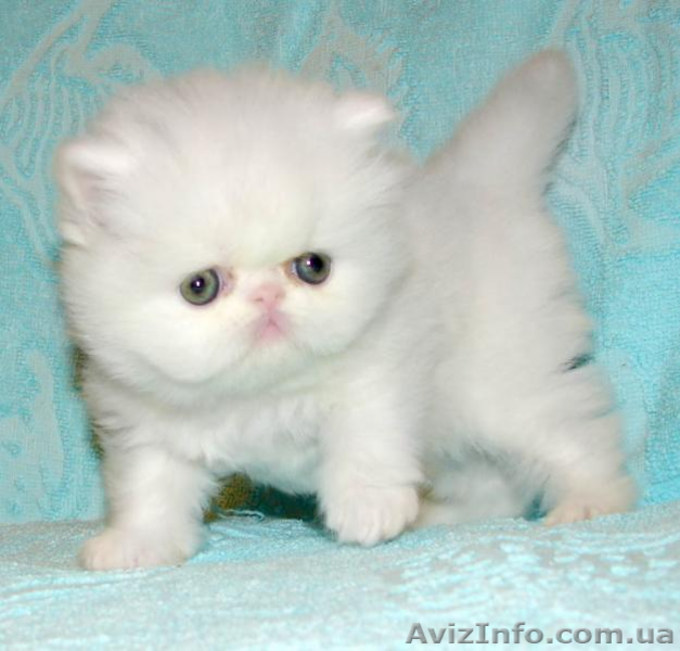 Вязка персидским котом экстремалом. - <ro>Изображение</ro><ru>Изображение</ru> #8, <ru>Объявление</ru> #906930