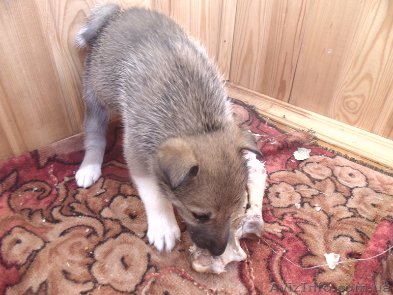 продам щенков западно-сибирской лайки от рабочих родителей - <ro>Изображение</ro><ru>Изображение</ru> #1, <ru>Объявление</ru> #944860