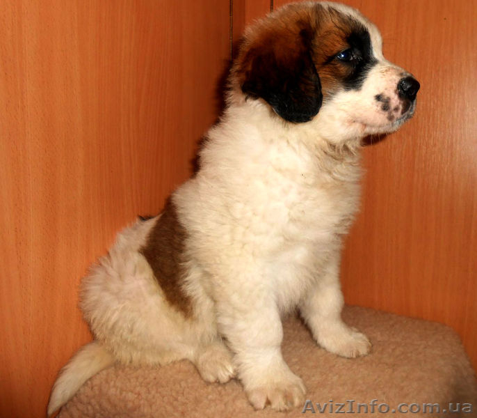 Московская сторожевая - <ro>Изображение</ro><ru>Изображение</ru> #1, <ru>Объявление</ru> #985417