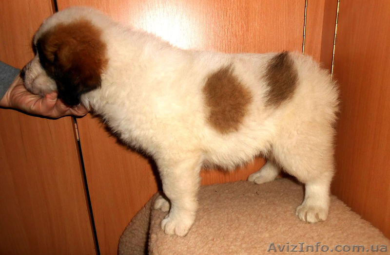 Московская сторожевая - <ro>Изображение</ro><ru>Изображение</ru> #4, <ru>Объявление</ru> #985417