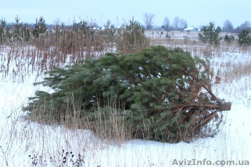 Продам Живые пушистые сосны - <ro>Изображение</ro><ru>Изображение</ru> #1, <ru>Объявление</ru> #988947