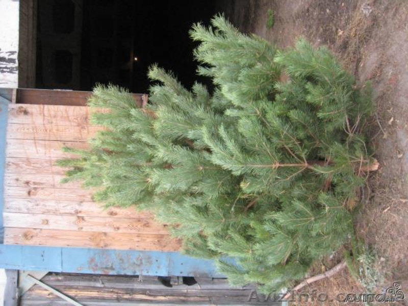Продам Живые пушистые сосны - <ro>Изображение</ro><ru>Изображение</ru> #3, <ru>Объявление</ru> #988947