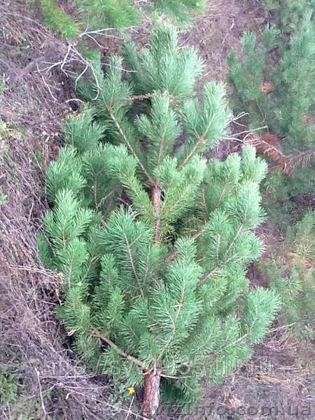 Продам Живые пушистые сосны - <ro>Изображение</ro><ru>Изображение</ru> #2, <ru>Объявление</ru> #988947