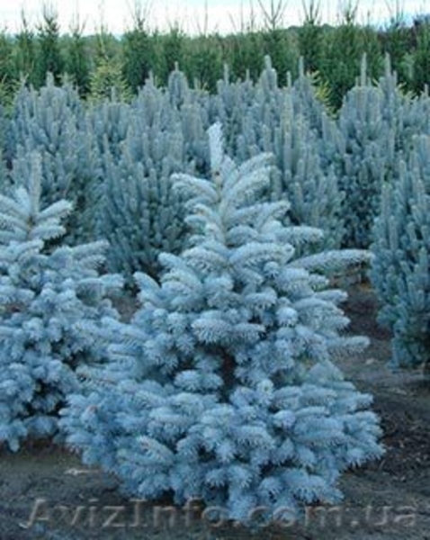 Хвойные и лиственные декоративные растения - <ro>Изображение</ro><ru>Изображение</ru> #1, <ru>Объявление</ru> #1039306