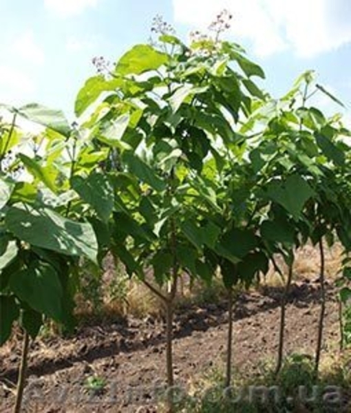 Хвойные и лиственные декоративные растения - <ro>Изображение</ro><ru>Изображение</ru> #5, <ru>Объявление</ru> #1039306