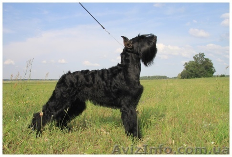 Щенки ризеншнауцера! - <ro>Изображение</ro><ru>Изображение</ru> #1, <ru>Объявление</ru> #1036601