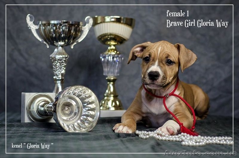 Без ам. стаффа любовь живет В другом доме - <ro>Изображение</ro><ru>Изображение</ru> #3, <ru>Объявление</ru> #1050378