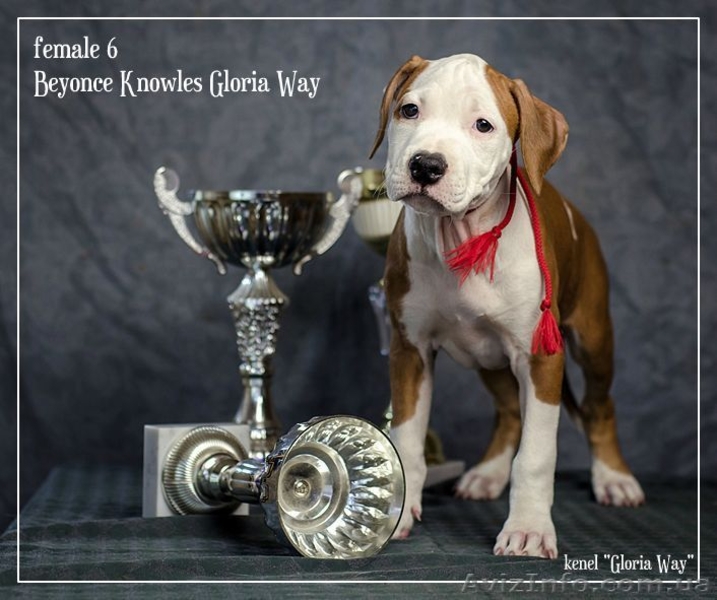 Без ам. стаффа любовь живет В другом доме - <ro>Изображение</ro><ru>Изображение</ru> #4, <ru>Объявление</ru> #1050378