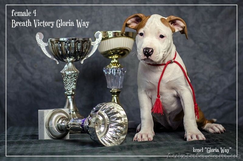 Без ам. стаффа любовь живет В другом доме - <ro>Изображение</ro><ru>Изображение</ru> #5, <ru>Объявление</ru> #1050378