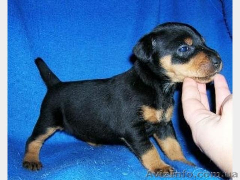 Продам щенков гладкошерстного ягдтерьра - <ro>Изображение</ro><ru>Изображение</ru> #2, <ru>Объявление</ru> #1097468