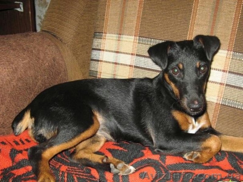 Продам щенков гладкошерстного ягдтерьра - <ro>Изображение</ro><ru>Изображение</ru> #1, <ru>Объявление</ru> #1097468