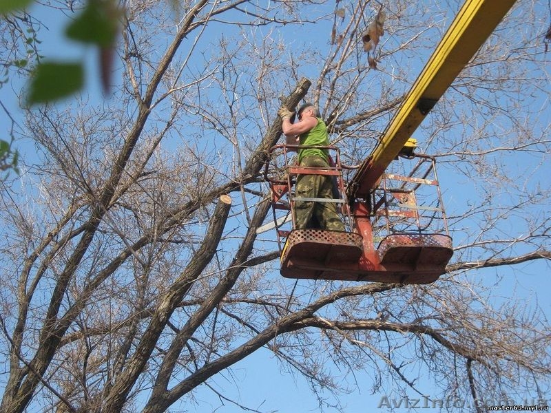 Спил деревьев, Кронирование деревьев, Обрезка деревьев в саду - <ro>Изображение</ro><ru>Изображение</ru> #2, <ru>Объявление</ru> #1098029