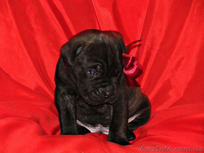 отличныещенки кане корсо - <ro>Изображение</ro><ru>Изображение</ru> #1, <ru>Объявление</ru> #1114728