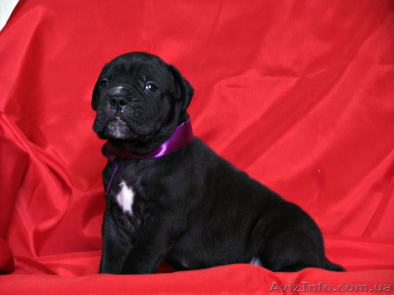 отличныещенки кане корсо - <ro>Изображение</ro><ru>Изображение</ru> #4, <ru>Объявление</ru> #1114728