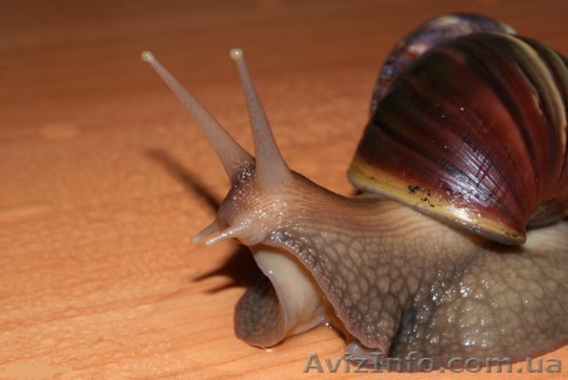 Сеанс омолаживающего массажа африканскими улитками ахатина - <ro>Изображение</ro><ru>Изображение</ru> #2, <ru>Объявление</ru> #1137565
