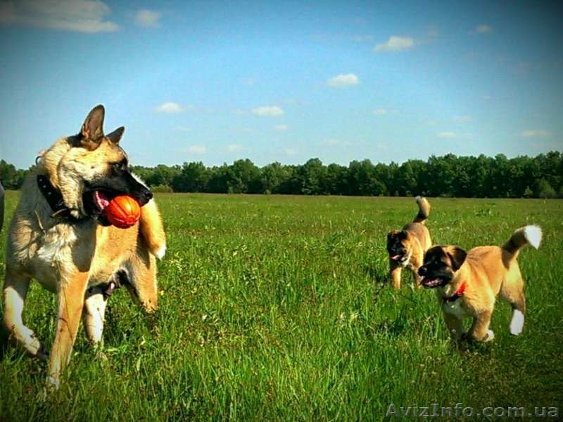 Щенки Американской Акиты от родителей-чемпионов. - <ro>Изображение</ro><ru>Изображение</ru> #1, <ru>Объявление</ru> #1270664