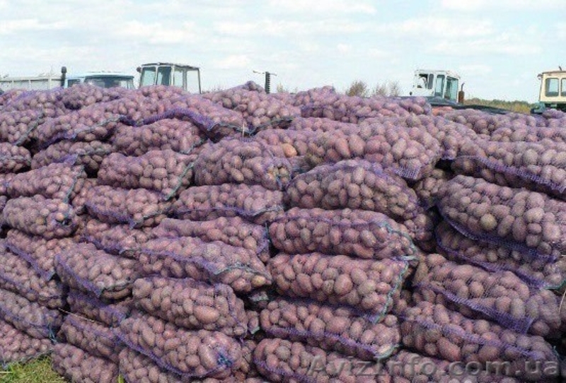 Картофель   оптом   от   производителя - <ro>Изображение</ro><ru>Изображение</ru> #1, <ru>Объявление</ru> #1313245