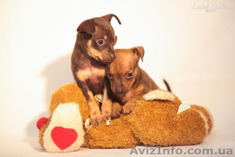 Русский той (той-терьер) - <ro>Изображение</ro><ru>Изображение</ru> #1, <ru>Объявление</ru> #1459056