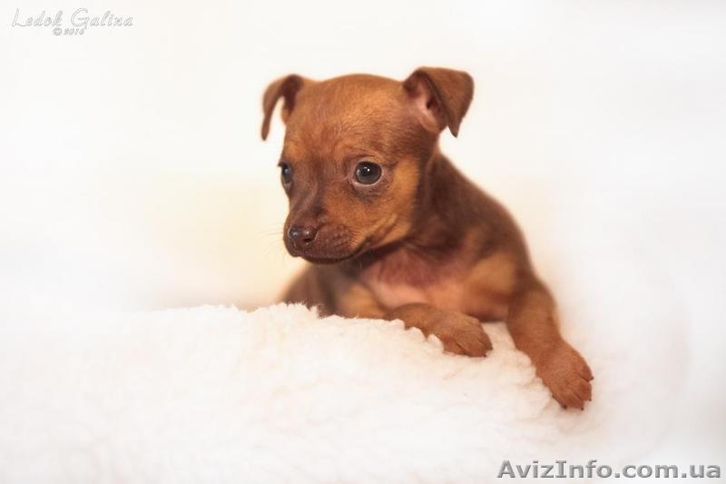 Русский той (той-терьер) - <ro>Изображение</ro><ru>Изображение</ru> #2, <ru>Объявление</ru> #1459056