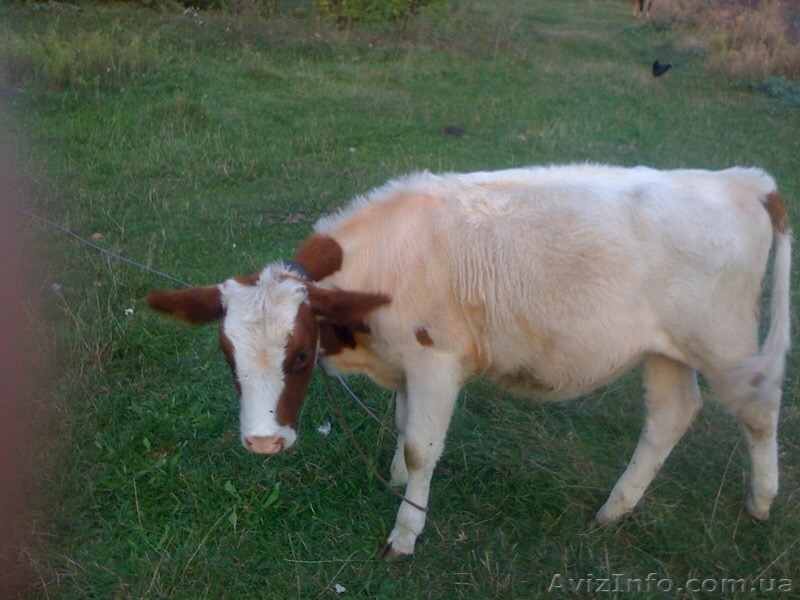 Продам телку. Не для мяса.Полгода. Будут вопросы звоните по телефону 0935966797  - <ro>Изображение</ro><ru>Изображение</ru> #2, <ru>Объявление</ru> #1487273